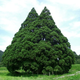 Illustration for article titled Oh My Goodness, These Trees Look Like Totoro